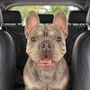 luvpugs520